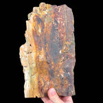 Reverse side of Petrified Wood specimen from Oregon