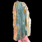 Side view of Petrified Wood from Oregon