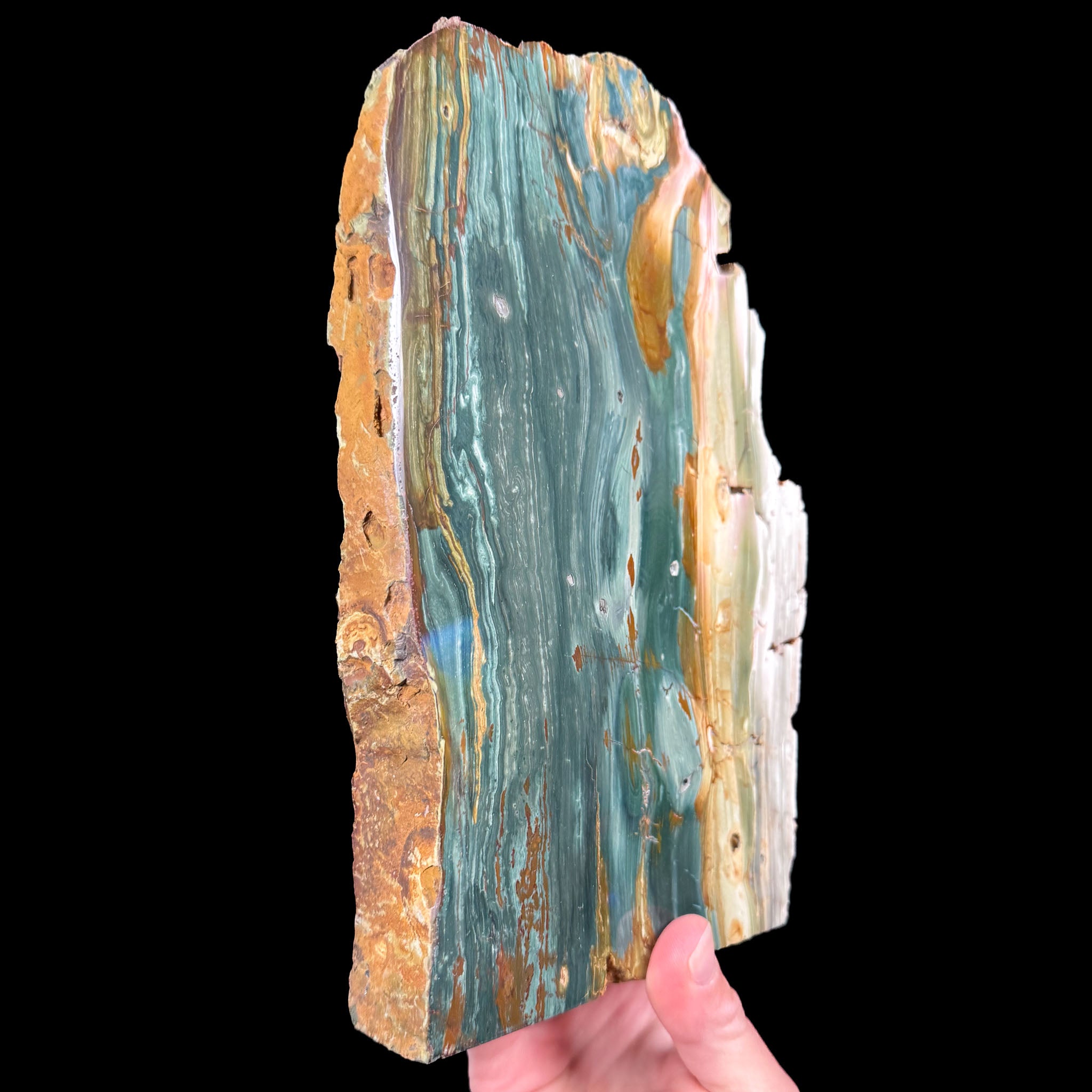 Side view of Petrified Wood from Oregon