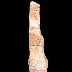 Side view of Petrified Wood - Oregon, USA