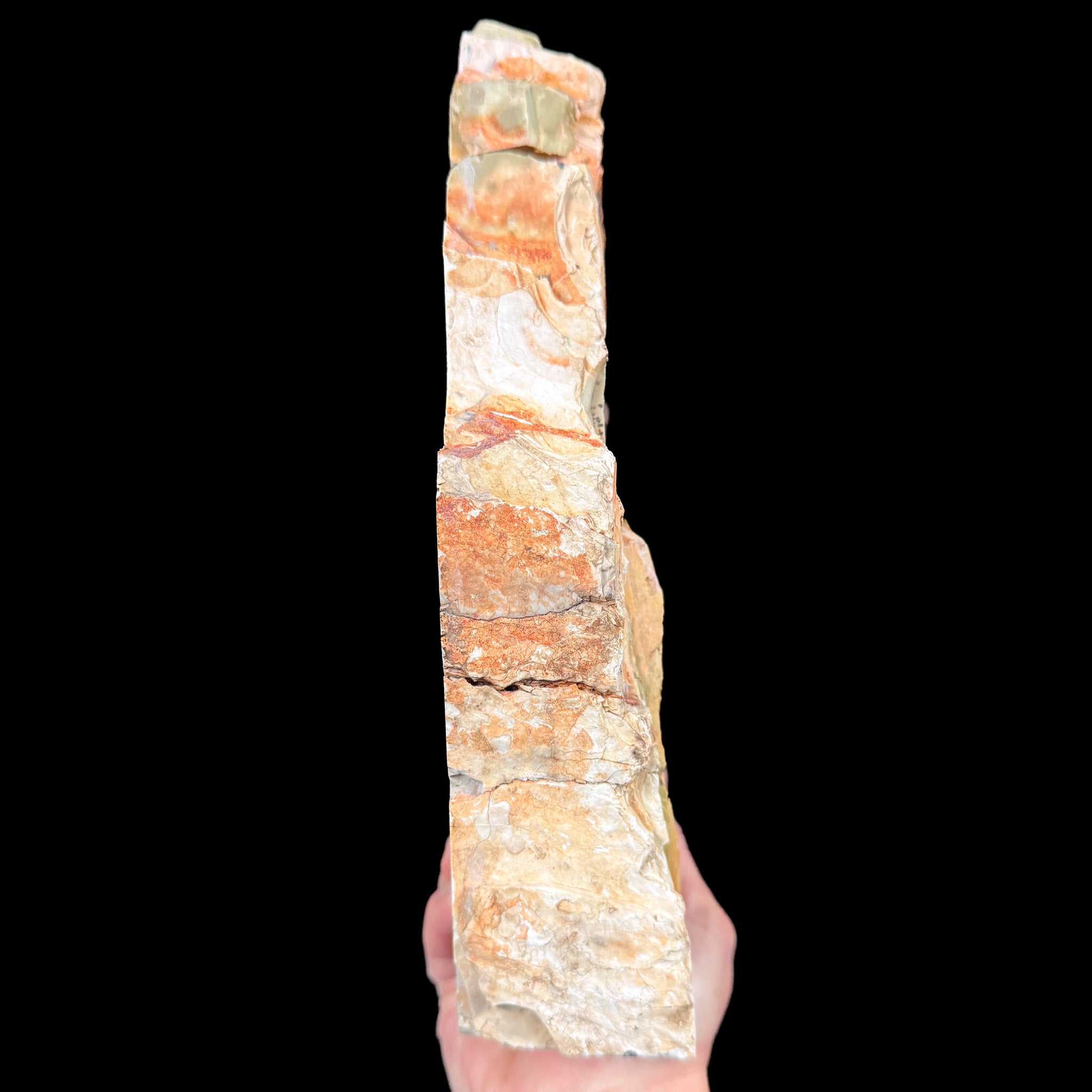 Side view of Petrified Wood - Oregon, USA