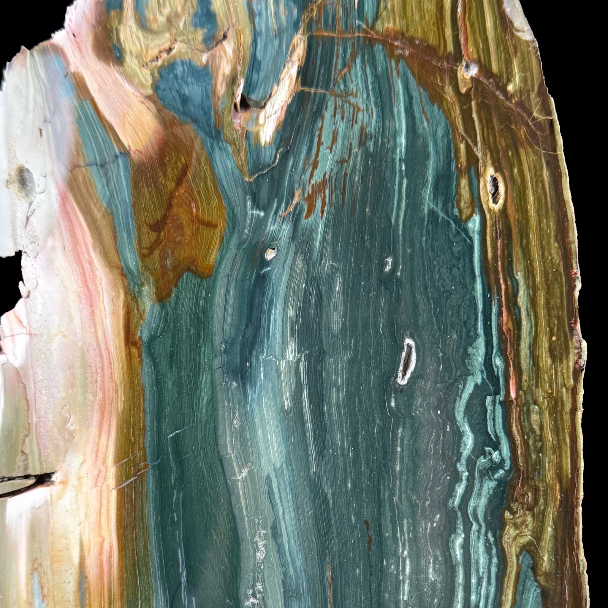 Close up of teal green Petrified Wood from Oregon