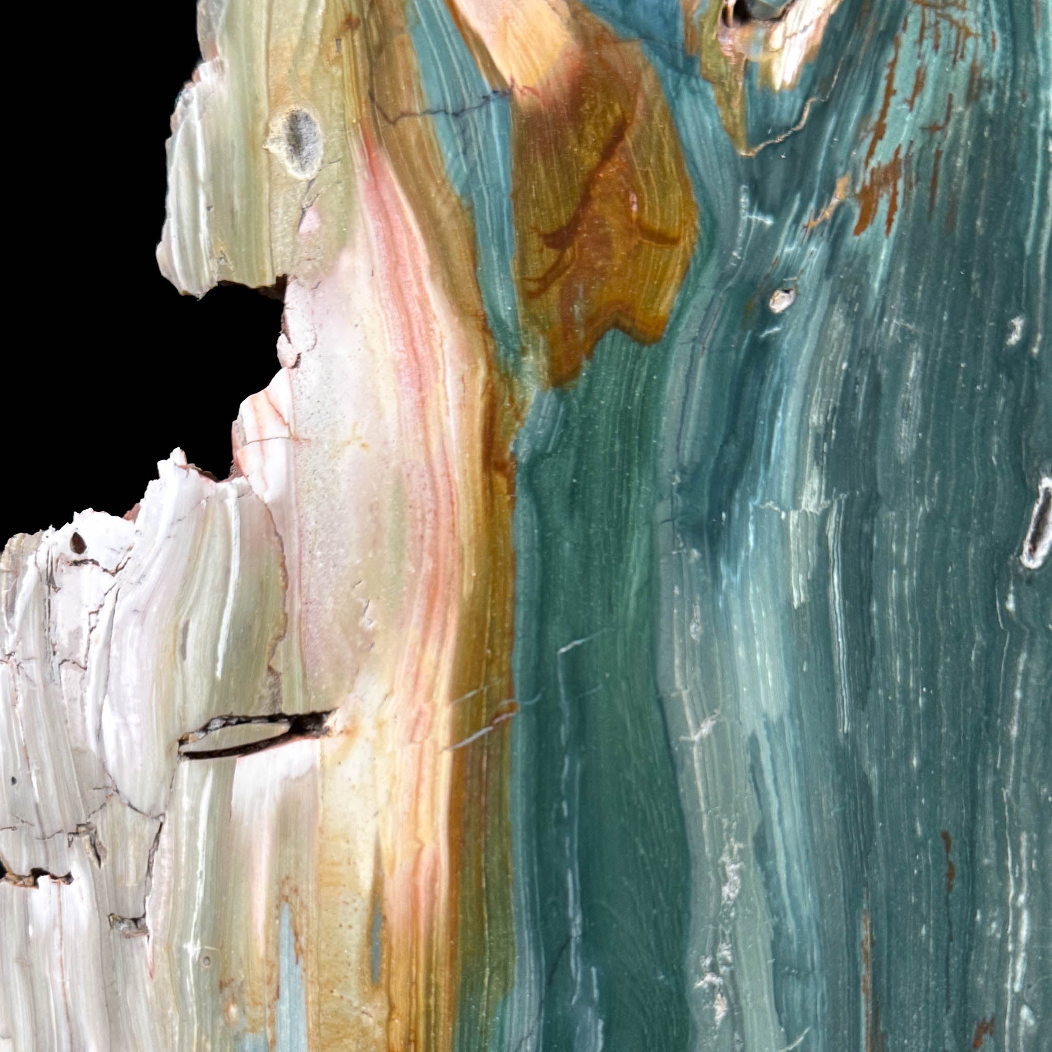 Close up of blue green teal Petrified Wood