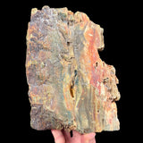 Back side of Petrified Bogwood Oregon