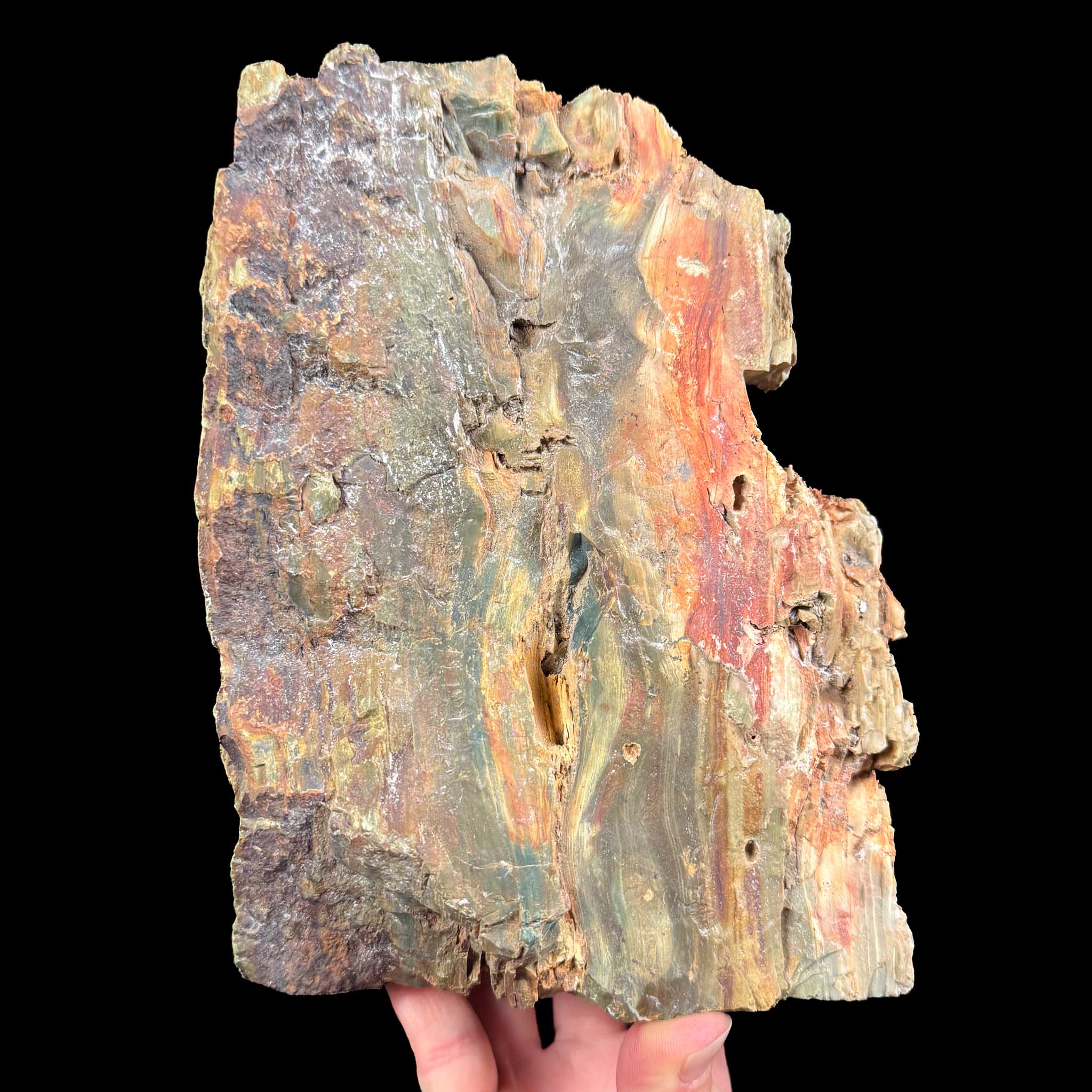 Back side of Petrified Bogwood Oregon