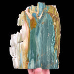 Gary Green - Bogwood Petrified Wood from Oregon, USA