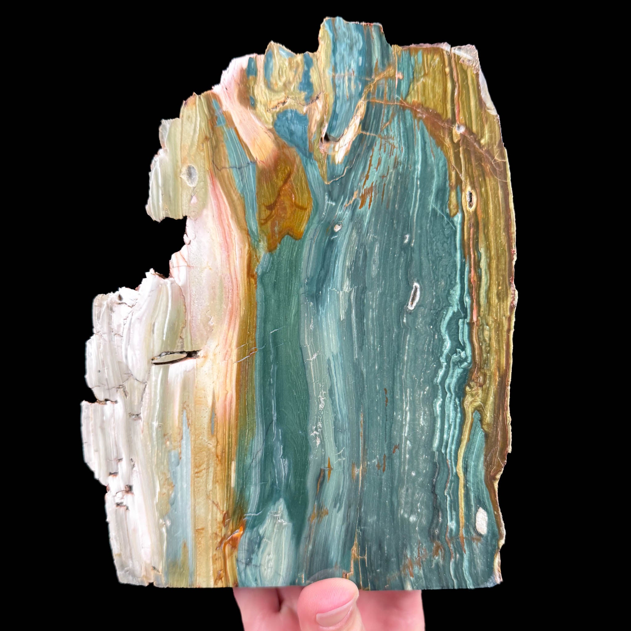 Gary Green - Bogwood Petrified Wood from Oregon, USA