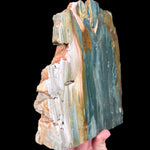 Side view of Petrified Wood from Oregon