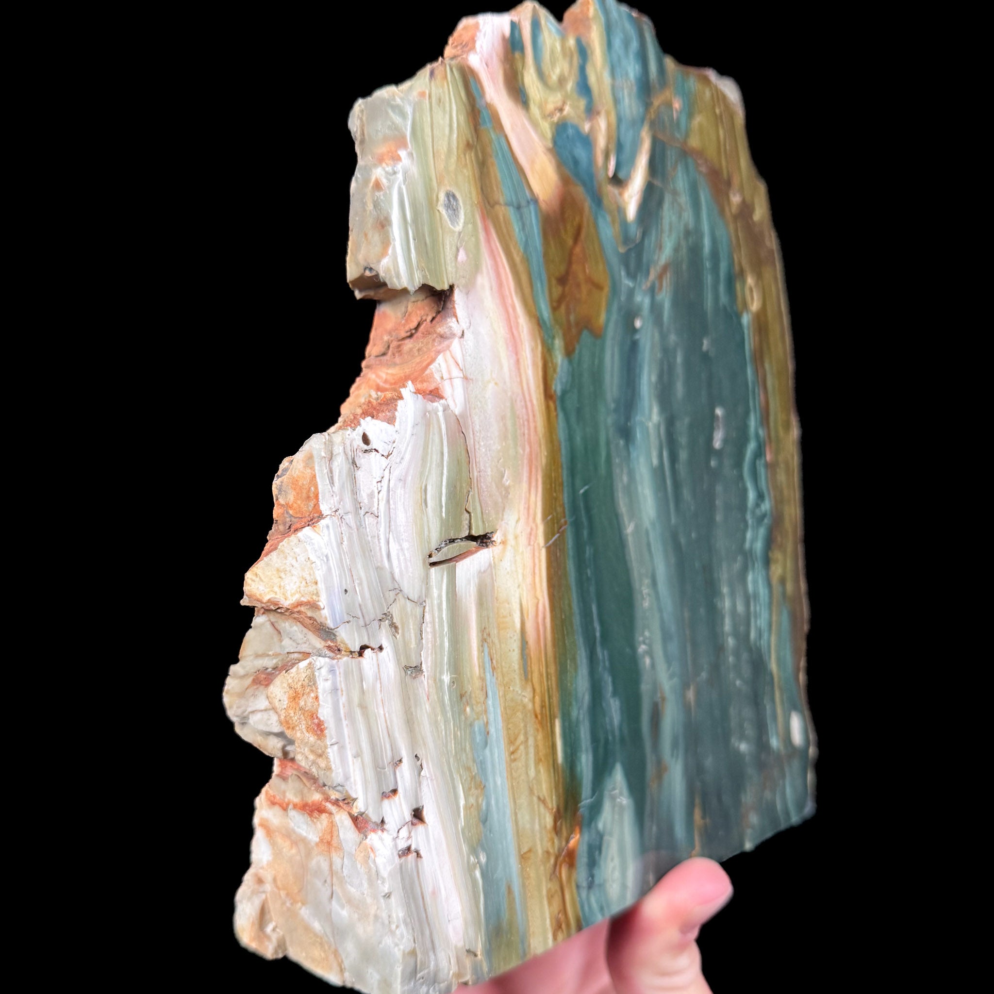 Side view of Petrified Wood from Oregon