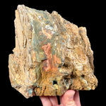 Reverse side of Petrified Bogwood Oregon