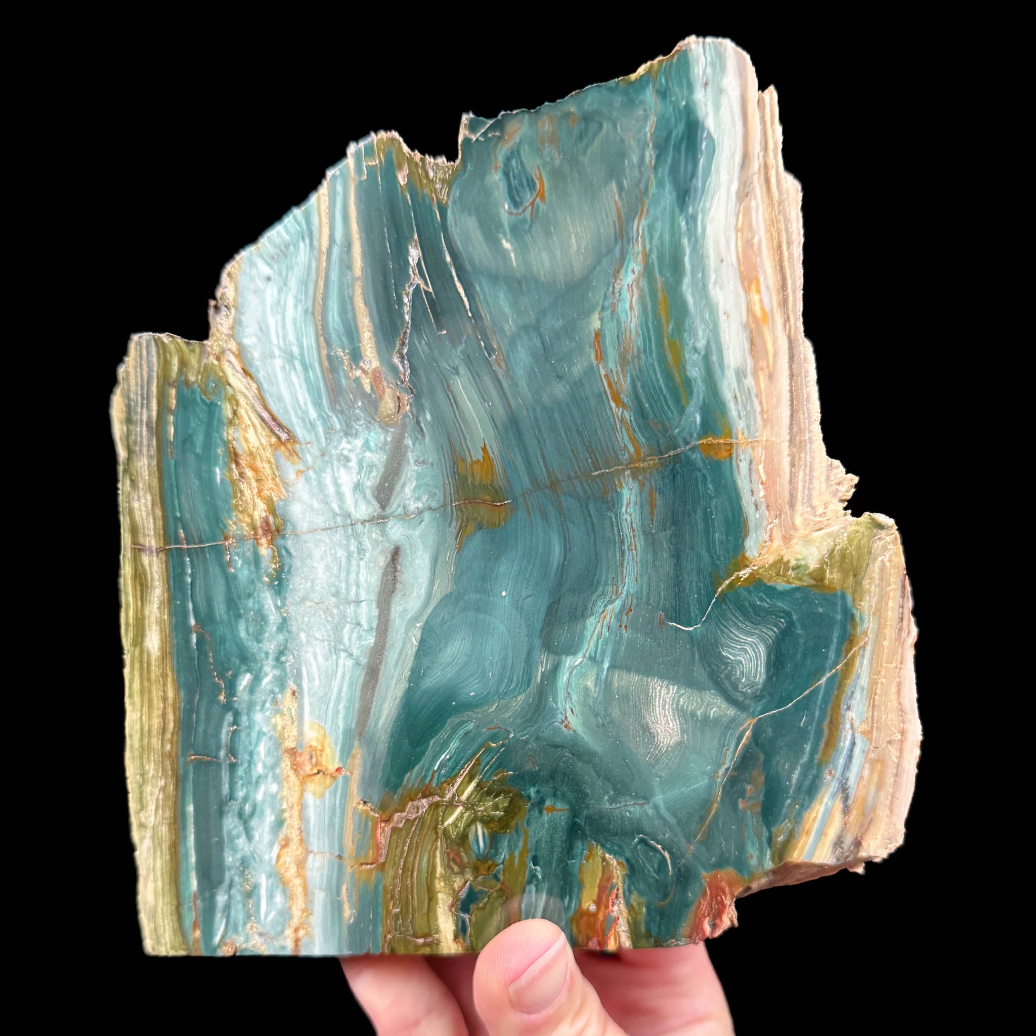Petrified Wood - Bogwood - Gary Green Wood from Oregon