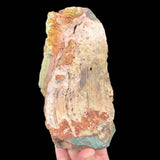 Back side of Petrified Wood Specimen