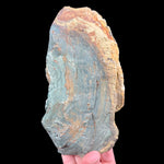 Back side of Petrified Wood specimen