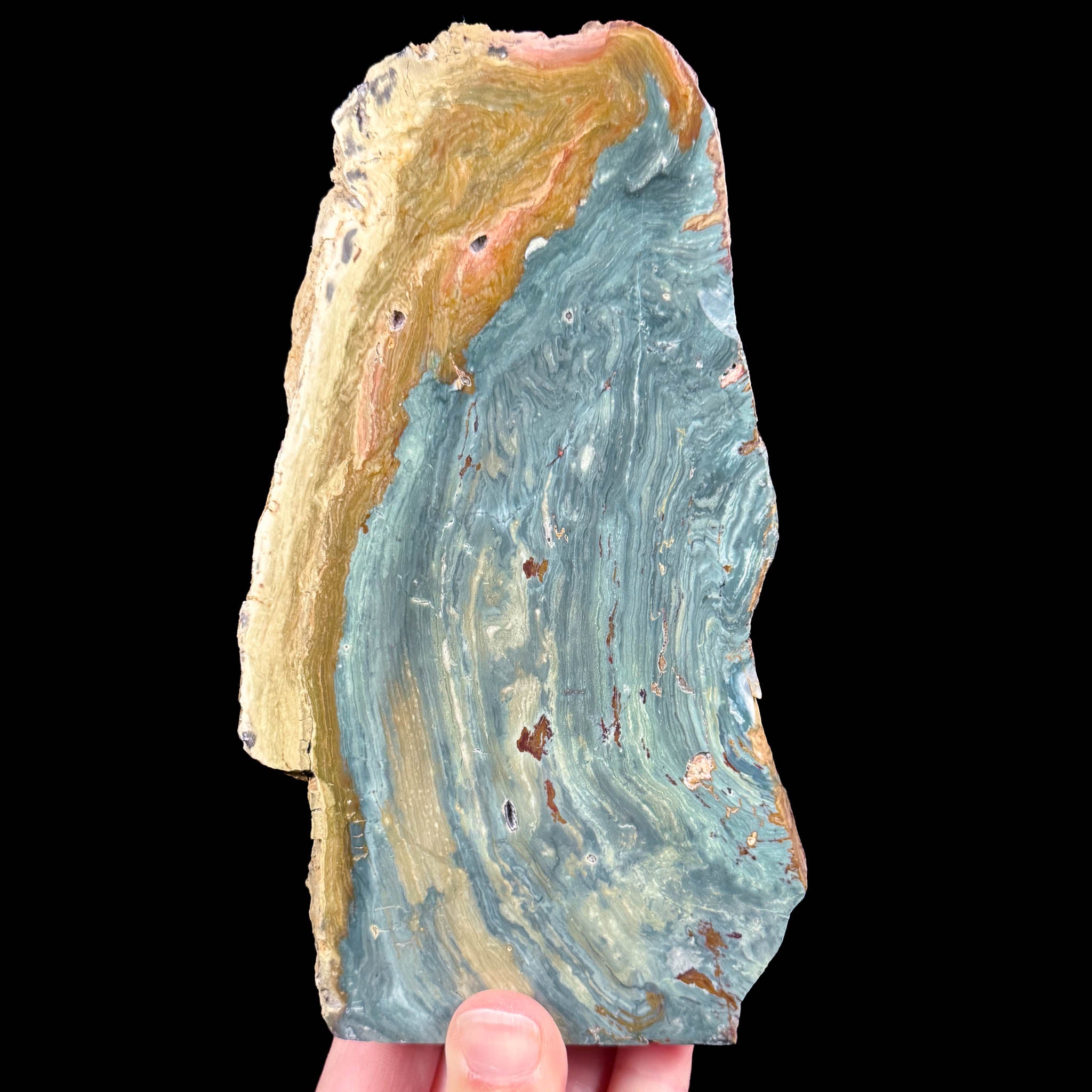 Teal green Petrified Wood - Oregon, USA