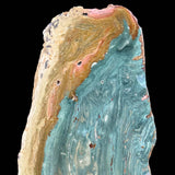 Close up of Petrified Garygreen Wood / Bogwood from Oregon