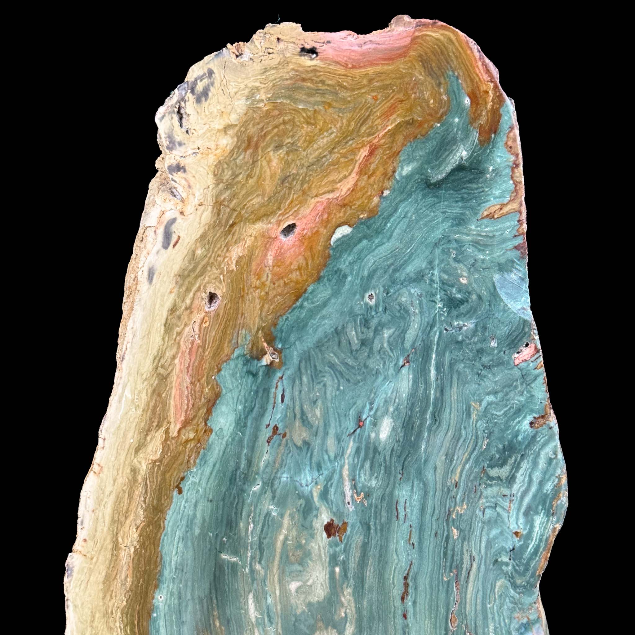 Close up of Petrified Garygreen Wood / Bogwood from Oregon