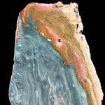 Close up of teal green blue Petrified Wood