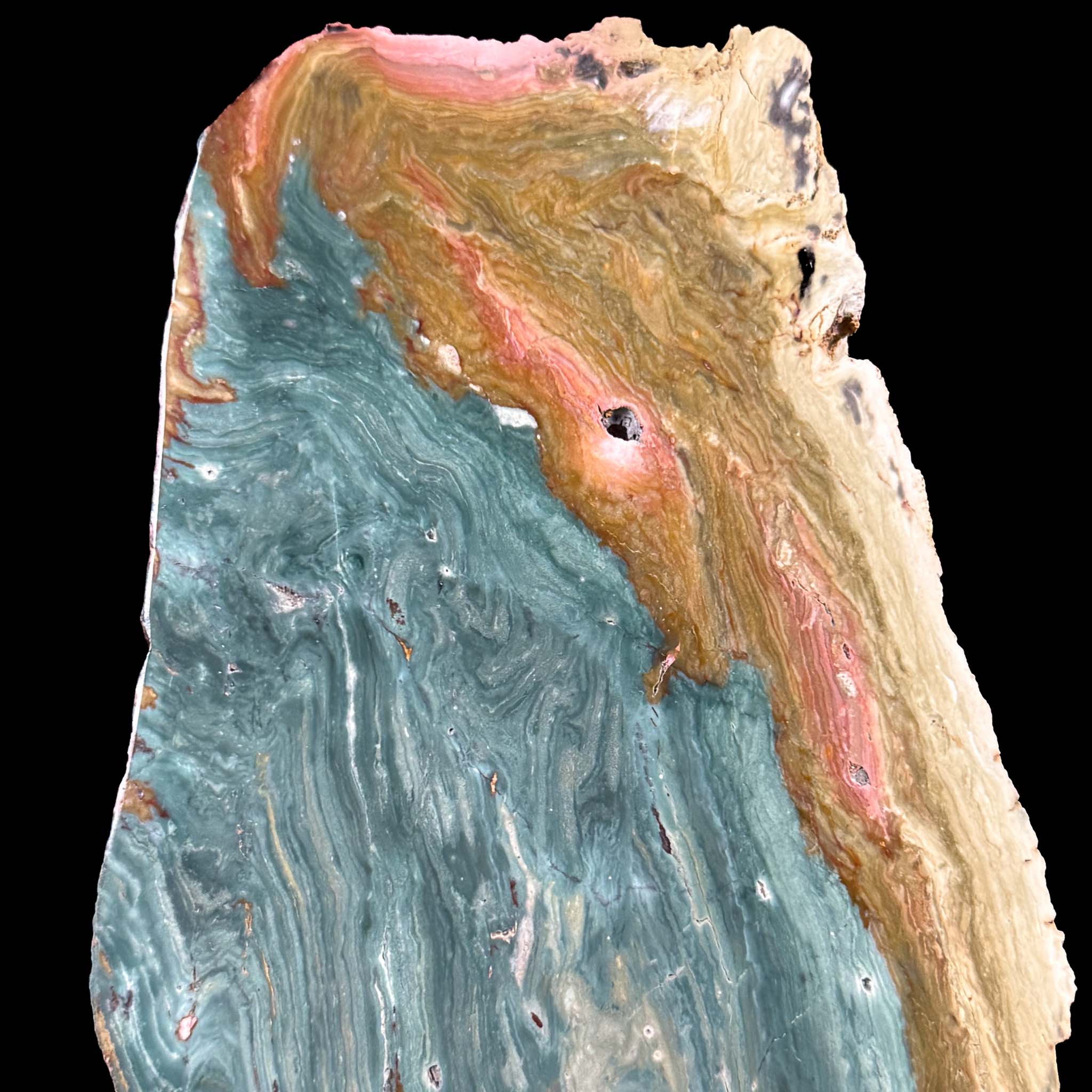 Close up of teal green blue Petrified Wood