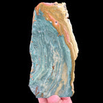 Petrified Gary Green Bogwood from Oregon, USA