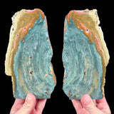 Petrified Bogwood Gary Green Wood Pair from Oregon