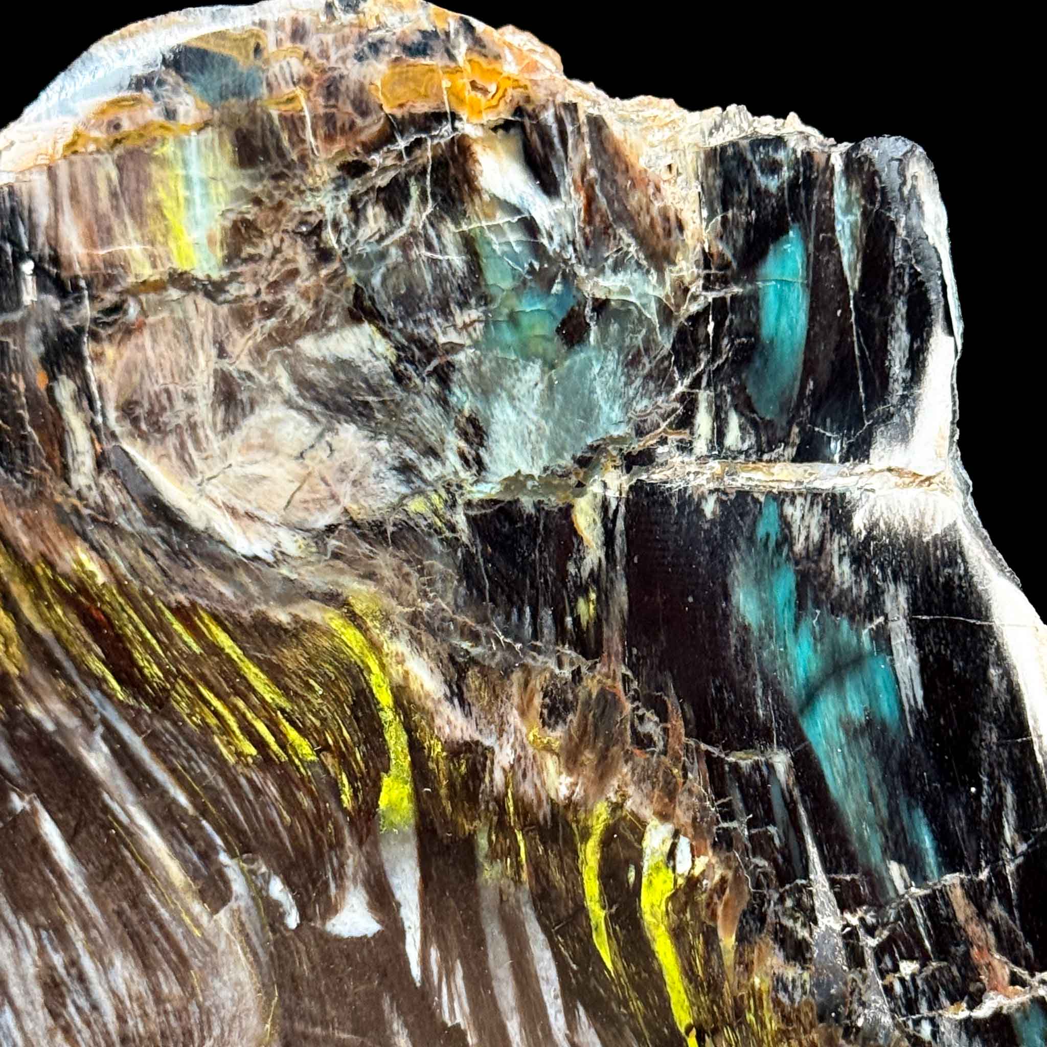 Close up of Chrysocolla and Volborthite inclusions in Petrified Wood from Turkey
