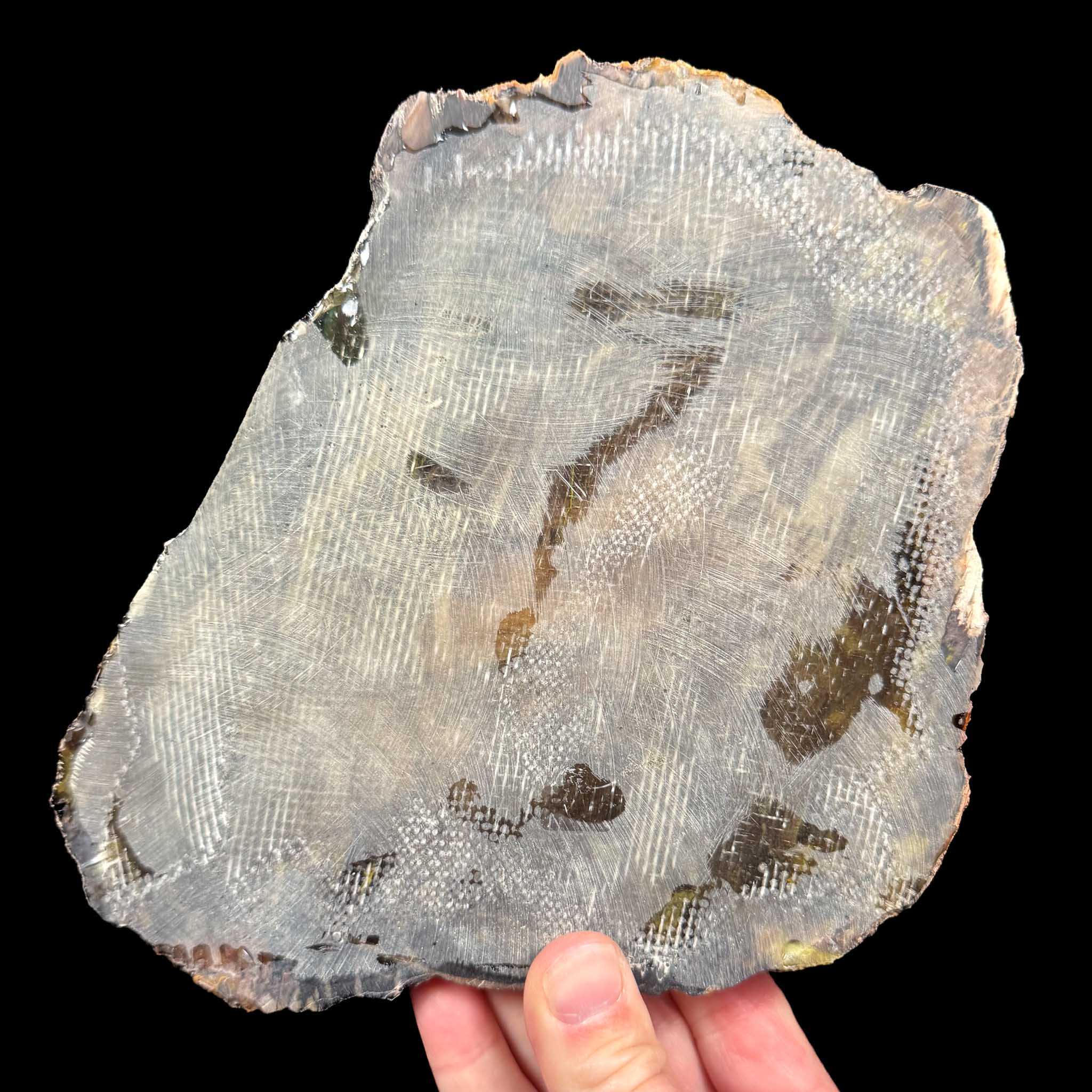 Reverse side of Petrified Wood specimen with thin layer of fiberglass for stability