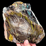 Petrified Wood from Turkey with Chrysocolla and Volborthite