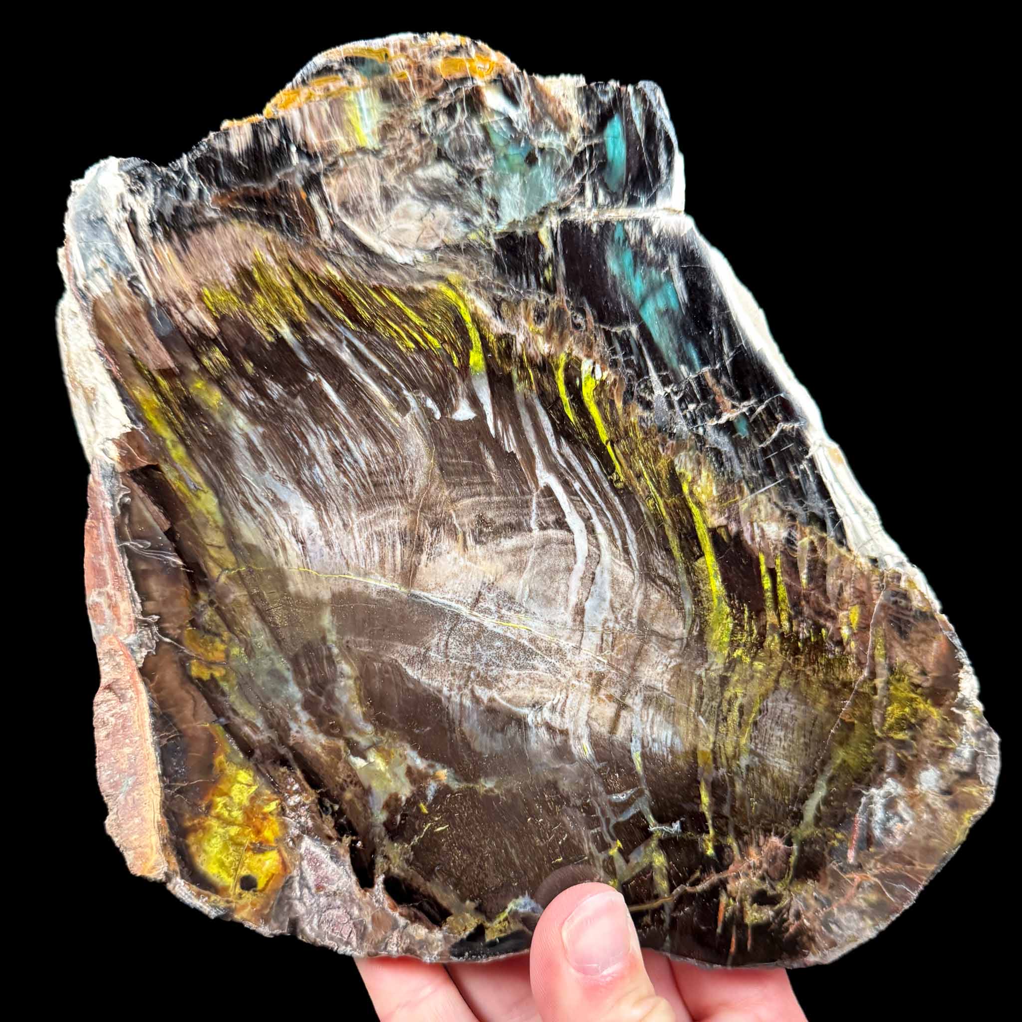 Petrified Wood from Turkey with Chrysocolla and Volborthite