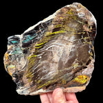Colla Petrified Wood from Turkey