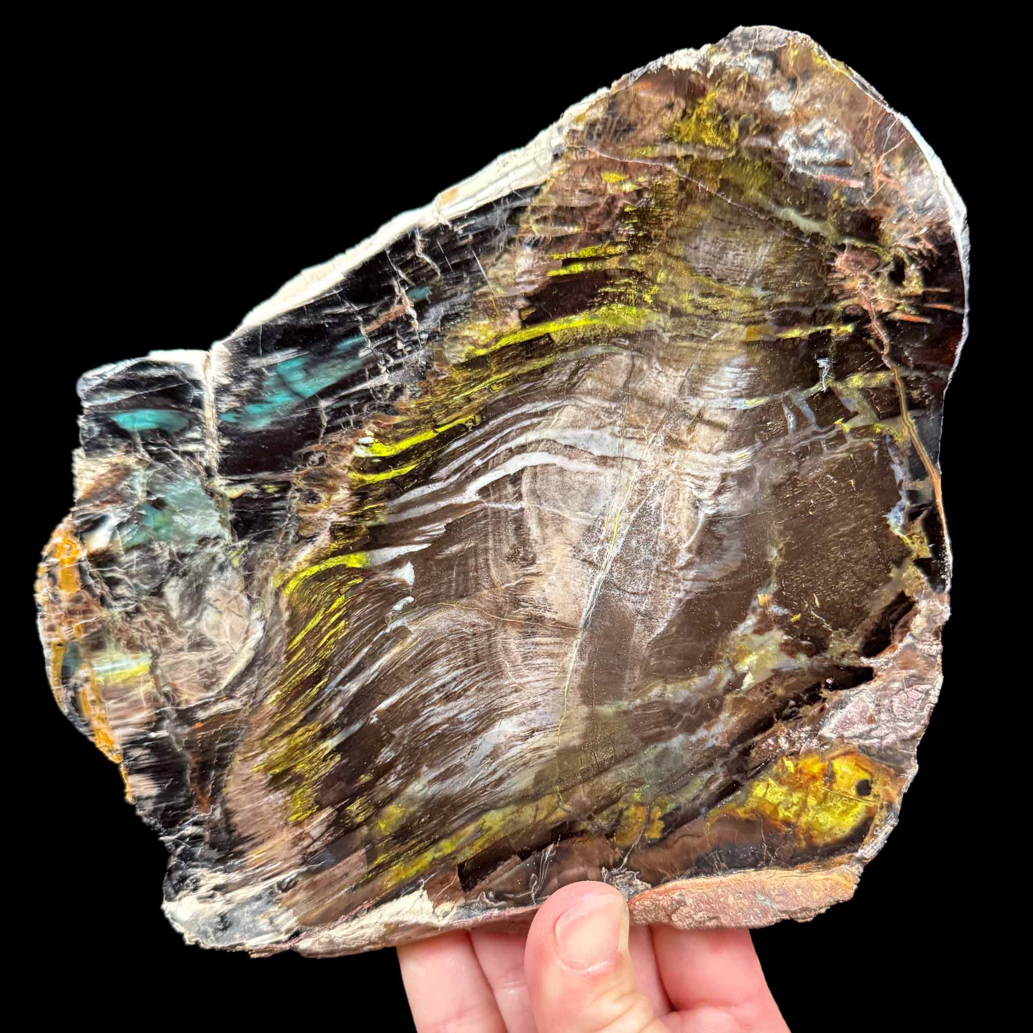 Colla Petrified Wood from Turkey