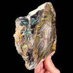 Side view of Petrified Wood from Turkey