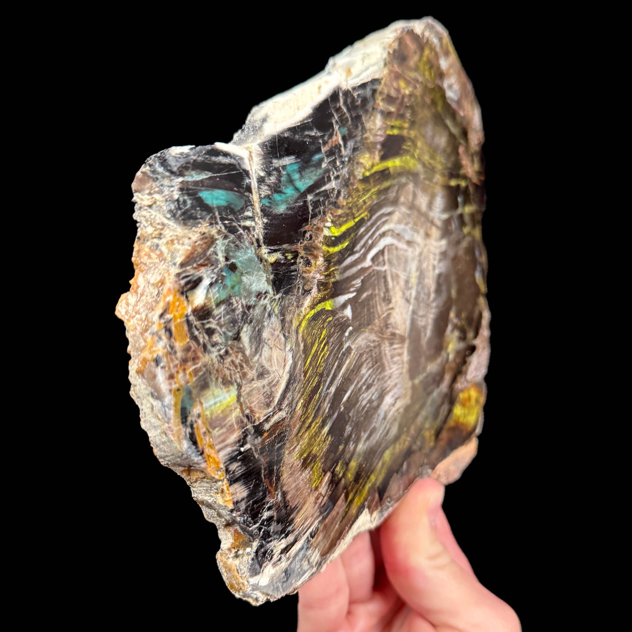 Side view of Petrified Wood from Turkey