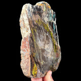 Side view of Turkish Petrified Wood