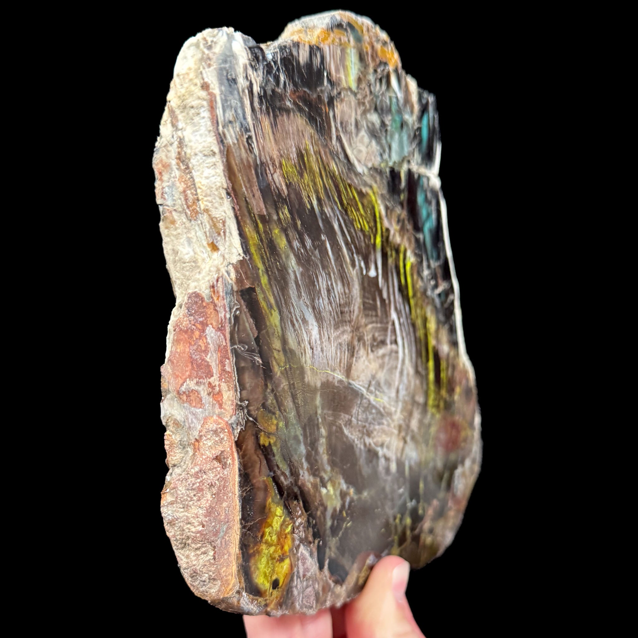 Side view of Turkish Petrified Wood