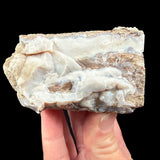 Side view of Chalcedony in Petrified Wood from Wyoming