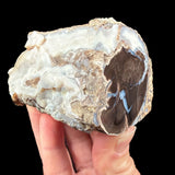 Blue Forest Petrified Wood branch - Wyoming