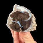 Blue Forest Petrified Wood Limb - Wyoming