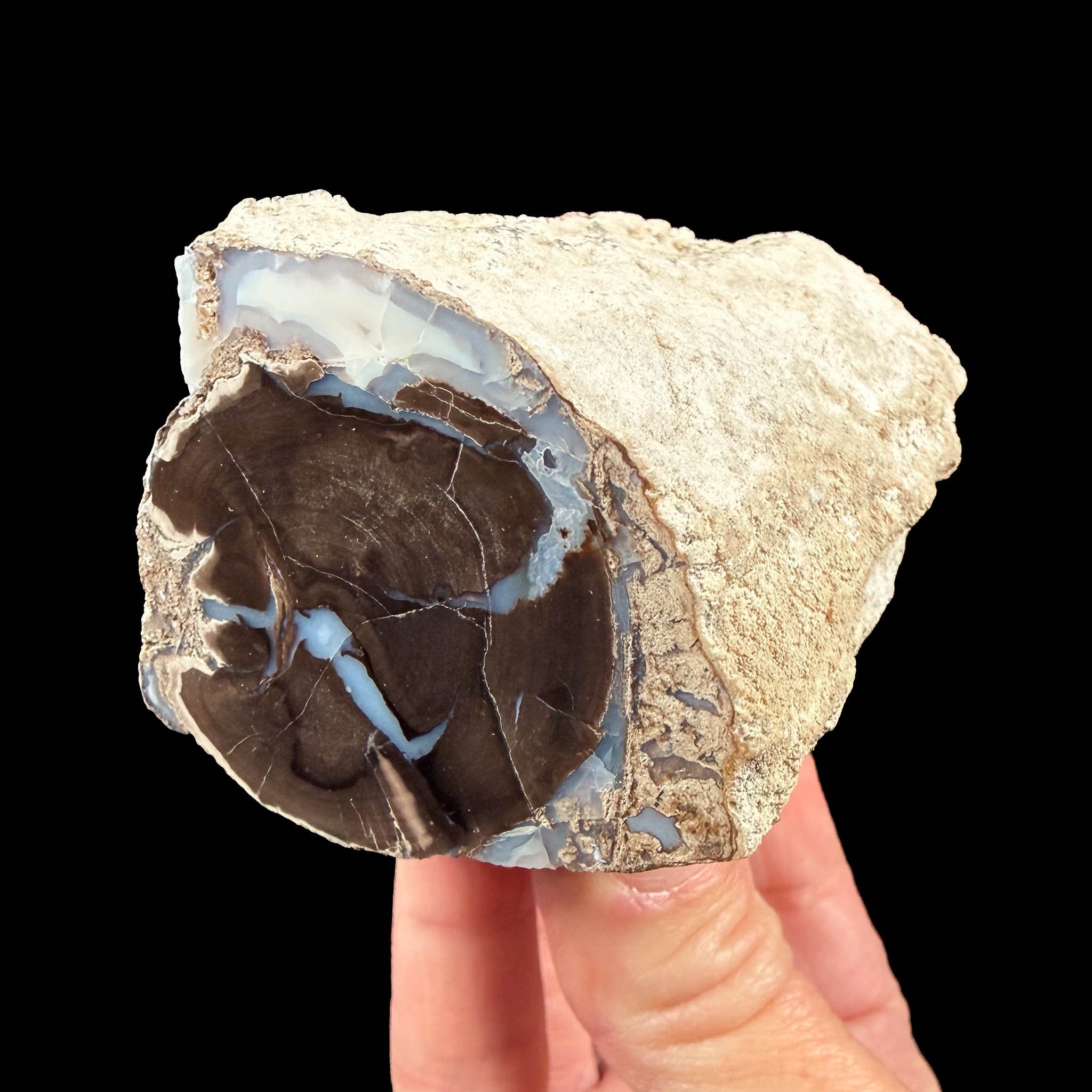 Petrified Wood - Blue Forest, Wyoming