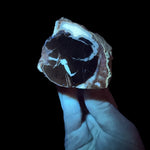 UV light on Petrified Wood from Wyoming