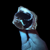UV light on Petrified Wood from Wyoming