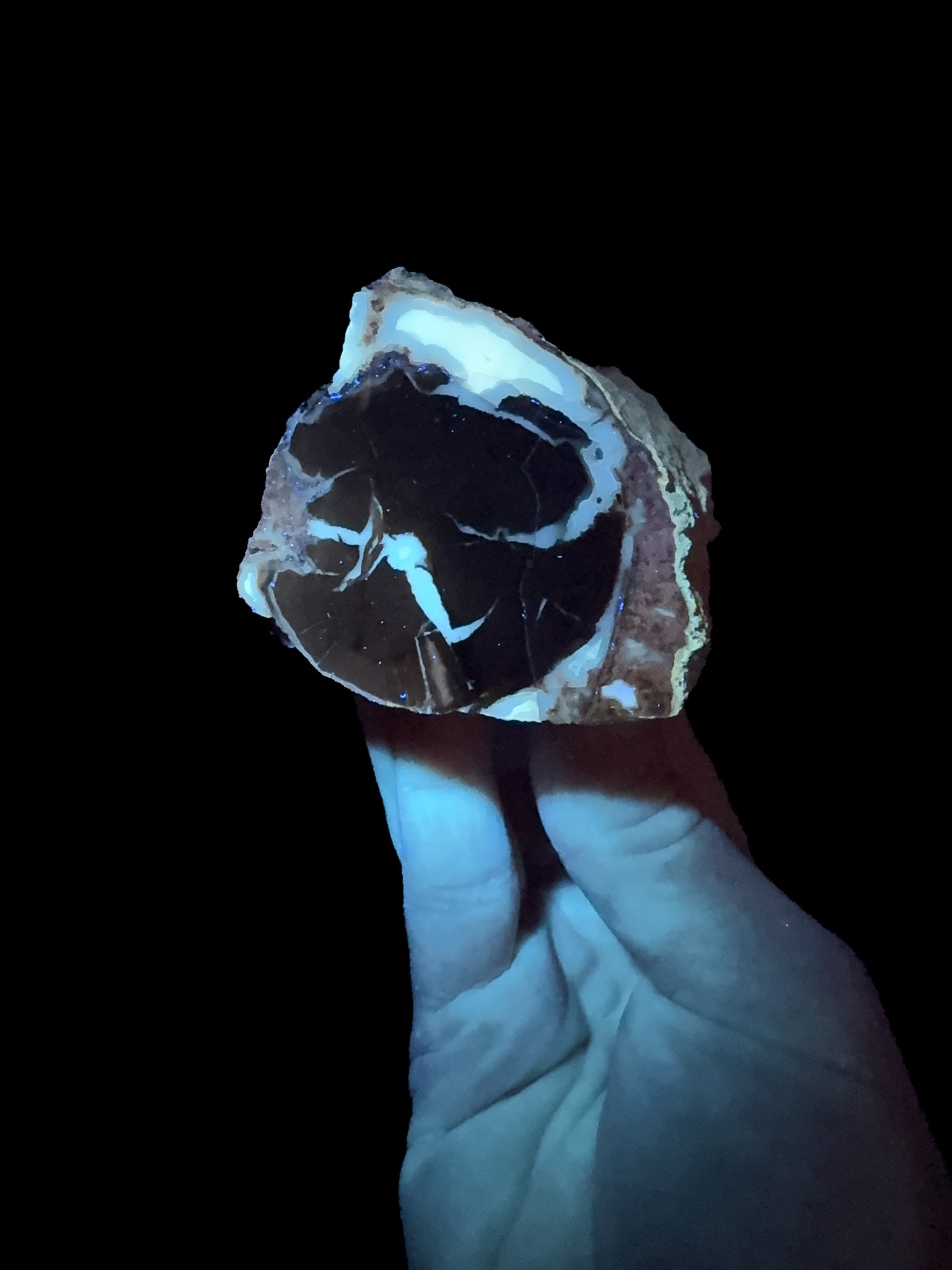 UV light on Petrified Wood from Wyoming