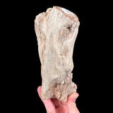 Petrified Wood tree branch Madagascar