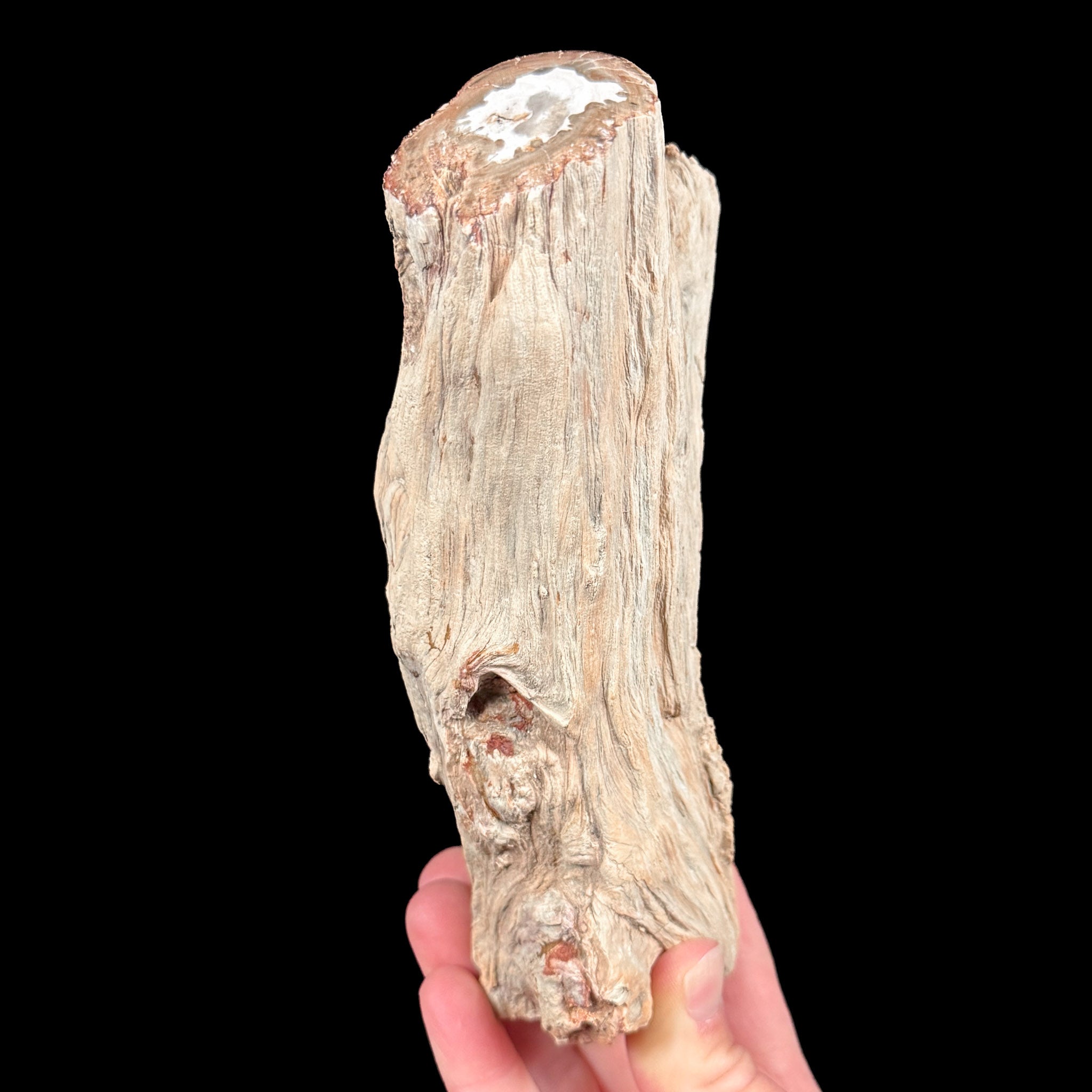 Petrified Wood Branch - Madagascar