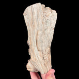 Petrified Wood Branch - Madagascar