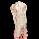 Petrified tree branch - Madagascar