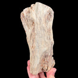 Petrified tree branch - Madagascar