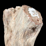 Close up of Petrified Tree Branch with polished end from Madagascar