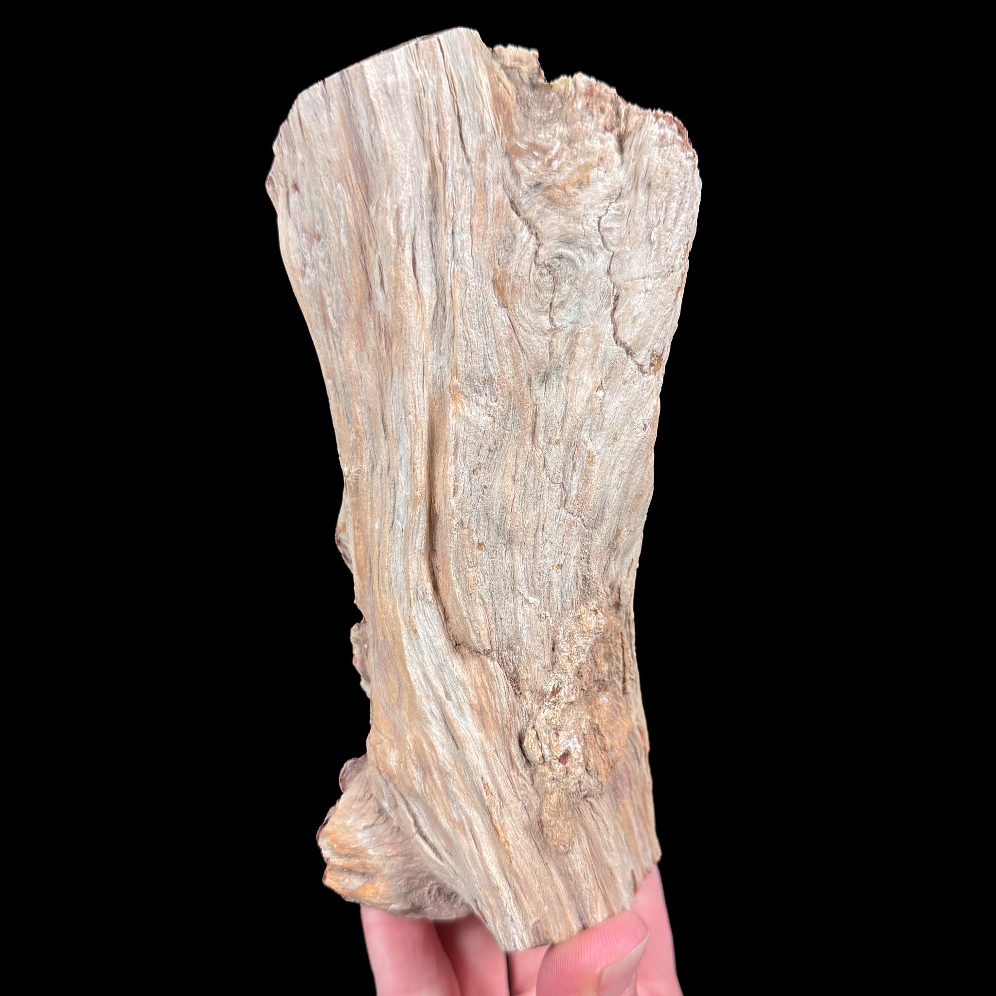 Petrified tree branch from Madagascar