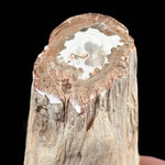 Close up of polished end of petrified tree branch from Madagascar