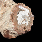 Close up of polished petrified wood tree branch from Madagascar